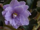 DSCN0003