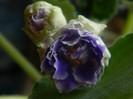 DSCN0004