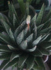 aloe aristata floare