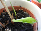 Calathea oppenheimiana (2012, Dec.30)