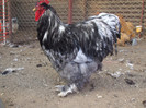 DSCF7688