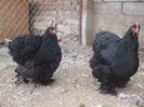 DSCF7691