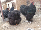 DSCF7704
