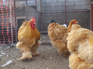 DSCF7711