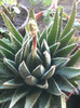 aloe aristata floare 2