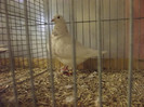 DSCF4378