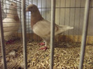 DSCF4379