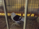 DSCF4392