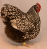 orpinmgton_zilverzwart_gezoomd_hen_jong_kn_jensen_20120108_1573091981