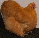 orpington_buff_hen_jong_e_van_zoolingen_20120108_1969099704