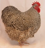 orpington_gestreept_haan_jong_r_steffek_20120108_1753204012