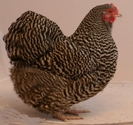 orpington_kriel_gestreept_hen_jong_rbruhn_20120108_1242162685