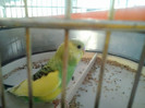 printul