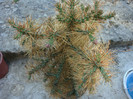 Cylindropuntia molesta (Brandegee) F.M.Knuth 1935