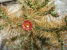 Cylindropuntia molesta (Brandegee) F.M.Knuth 1935