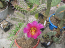 Cylindropuntia imbricata (Haw.) FM Knuth 1935