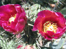 Cylindropuntia imbricata var. arborescens (George Engelmann) Zimmerman 2004