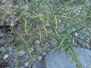 Cylindropuntia kleiniae (DC.) F.M.Knuth 1935