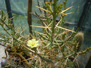 Cylindropuntia leptocaulis    (DC.) F.M. Knuth 1935