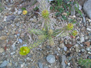 Cylindropuntia whipplei   (Engelm. & Bigel.) F.M.Knuth 1935