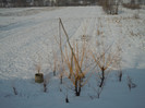 DSCN7963