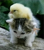 Cute-Stuff-house-md-fans-14787491-339-377