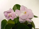RS Rozovy Rai