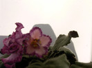 IMAG0030