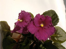 IMAG0043