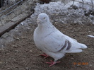 DSC01264