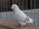 DSC01263