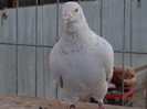 DSC01249