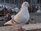 DSC01236