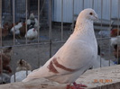 DSC01235