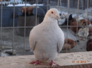 DSC01232
