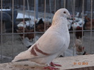 DSC01224