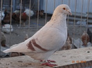 DSC01223