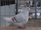 DSC01277