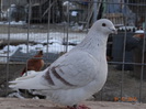 DSC01291