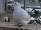 DSC01303