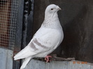 DSC01329