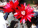 G. floare rosie ascutita (Pentax) - 05.06