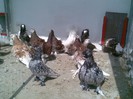 poze august 2012 027