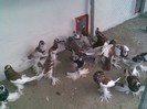 poze august 2012 035