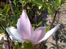 magnolie