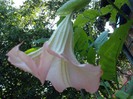 datura roz