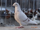 DSC01353
