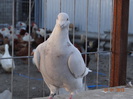 DSC01370