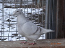 DSC01495