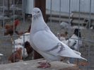 DSC01500